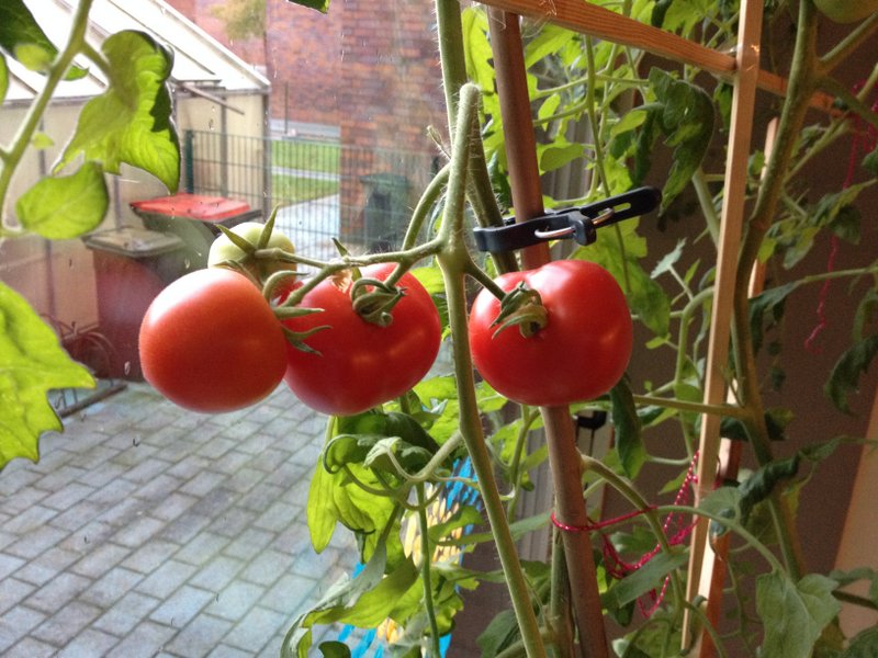 Leckere rote Tomaten am 22. Oktober (1)